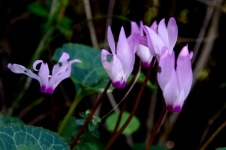 Cyclamen flowers and leaves
