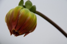 Dahlia, Flower, Close Up