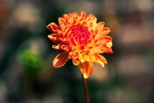 Dahlia, Flower, Flora