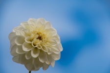 Dahlia, Yellow Flower
