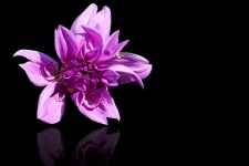 Dahlia, Purple Dahlia, Purple Flower
