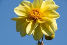 Dalia, żółta dalia, żółty kwiat