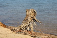 Drift legno sulla spiaggia