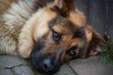 German Shepherd, Pet, Dog