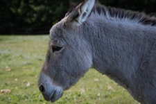Donkey, gray donkey, Equidae