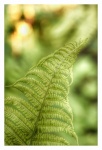 Makro listí kapradiny