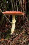 Muchomůrka houba Amanita muscaria