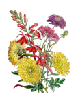 Clipart vintage buchet floral