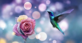 Flor, rosa, colibrí, pájaro
