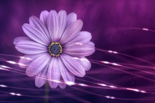 Fleur, pétales, violet