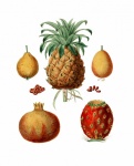 Fruit Vintage Botanical Art
