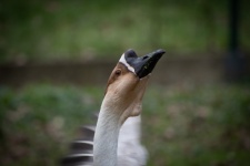 Goose, Chinese White-headed Goose, Bird