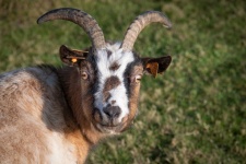 Goat, Pet, Farm Animal