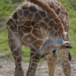 Żyrafa liżąca własną nogę
