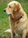 Cachorro golden retriever