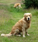 Cachorro golden retriever