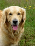 Golden Retriever-Hund