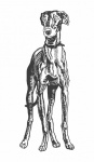 Kresba greyhounda psa