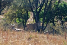 Grup de antilope eland adăpostindu-se