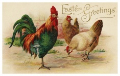 Rooster Chickens Postcard Easter