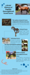 History Of English Thoroughbred