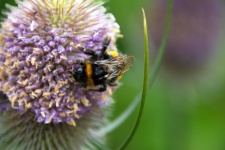 Bumblebee, abelha, inseto