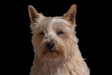 Dog, Cairn terrier