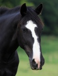 Foto de retrato de caballo
