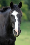 Horse Portrait Photo