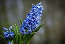 Hyacint, květina, cibulovitá rostlina, f