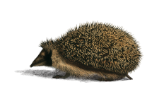 Hedgehog vintage illusztráció clipart