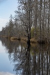 Trees Reflected In Swamp Waters