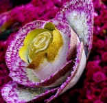 Róża wykonana z różanych pedałów