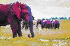Afrikanska elefanter