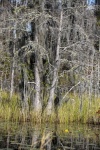 Trees along the swamp