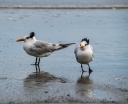 Tern Birds At The Ocean