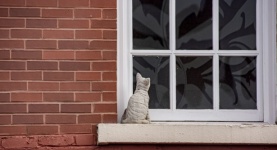 Kot w oknie