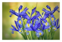 Iris Blossom Flower Photography