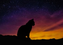 Cosmo stellato del gatto