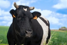 Vaca, animale de fermă, bovine, vite