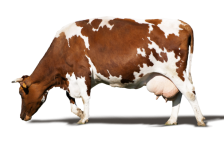 Vaca, animal de granja, mamífero