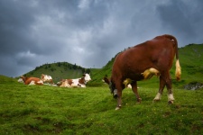 Cows, Alps, France