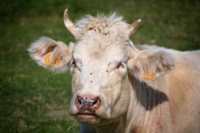 Mucche, testa di mucca