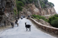 Paisagem, estrada de montanha, cabras