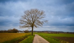 Landscape, Rural, Tree