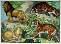 Leão tigre leopardo vintage