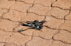 Cadáver destrozado de pájaro muerto