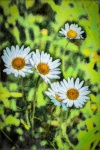 Gänseblümchen, Fotobearbeitung, Blume