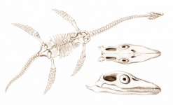 Fossiles de dinosaures marins art ancien