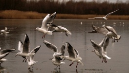 Seagulls Flying Waters Photo